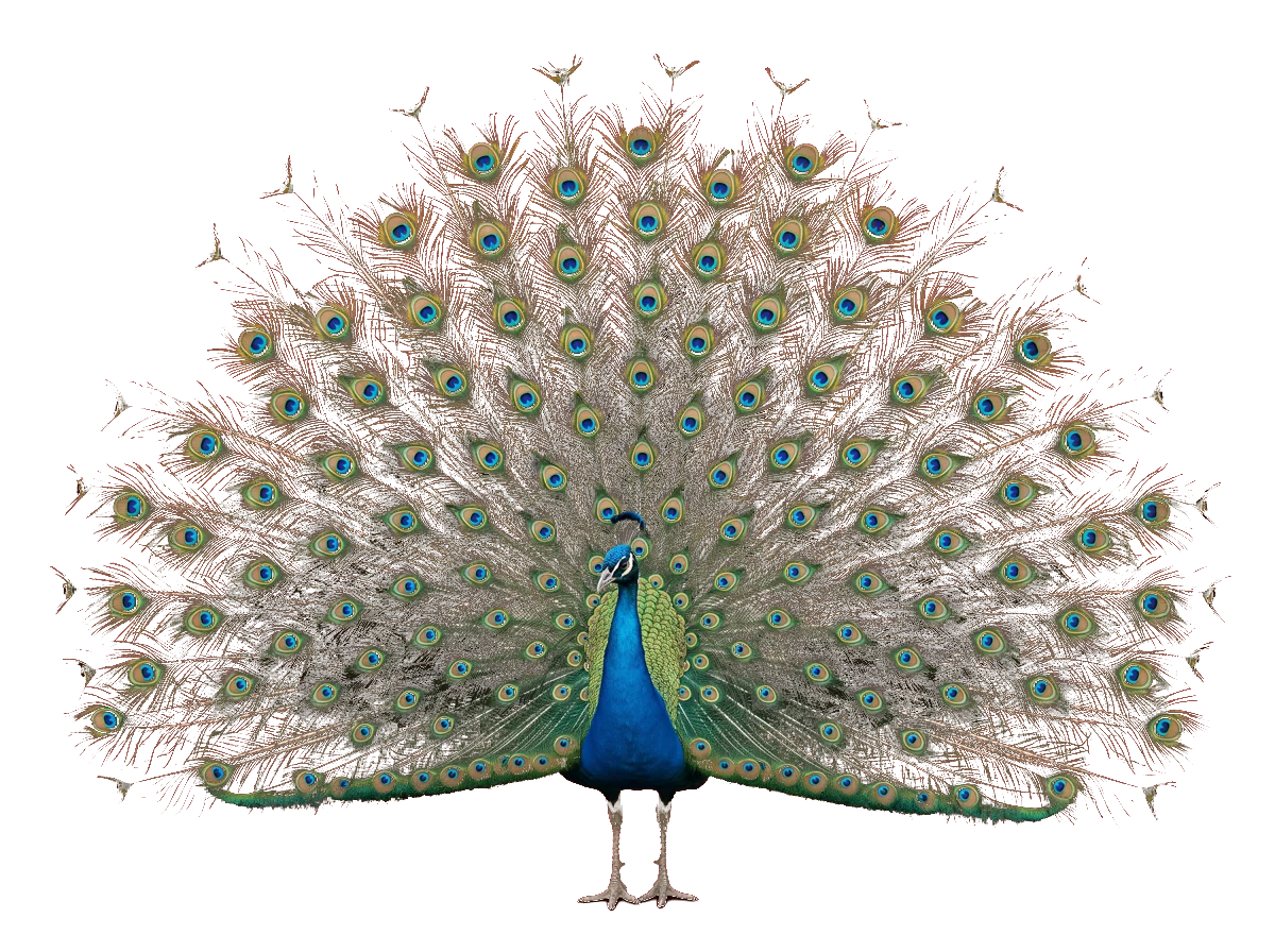 A peacock with its tail fanned out